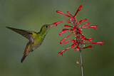 Image. Rufous-tailed Hummingbird