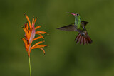 Image. Rufous-tailed Hummingbird