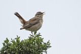 Image. Rufous-tailed Scrub Robin