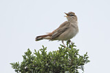 Image. Rufous-tailed Scrub Robin