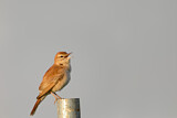 Image. Rufous-tailed Scrub Robin