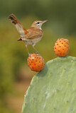 Image. Rufous-tailed Scrub Robin