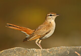 Image. Rufous-tailed Scrub Robin