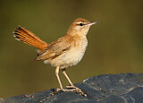 Image. Rufous-tailed Scrub Robin