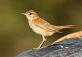 Image. Rufous-tailed Scrub Robin