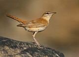 Image. Rufous-tailed Scrub Robin