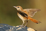 Image. Rufous-tailed Scrub Robin
