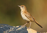 Image. Rufous-tailed Scrub Robin