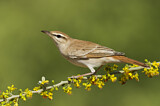Image. Rufous-tailed Scrub Robin