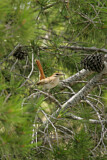 Image. Rufous-tailed Scrub Robin