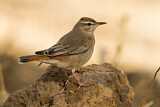 Image. Rufous-tailed Scrub Robin syriaca