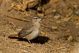 Image. Rufous-tailed Scrub Robin syriaca