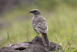 Image. Rufous-tailed Weaver