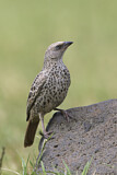 Image. Rufous-tailed Weaver