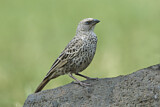 Image. Rufous-tailed Weaver