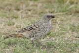 Image. Rufous-tailed Weaver