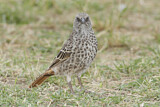Image. Rufous-tailed Weaver