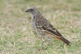 Image. Rufous-tailed Weaver