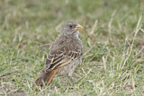 Image. Rufous-tailed Weaver