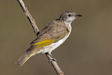 Image. Rufous-throated Honeyeater