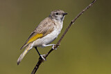 Image. Rufous-throated Honeyeater