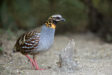 Image. Rufous-throated Partridge