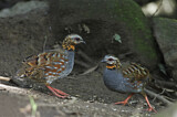 Image. Rufous-throated Partridge