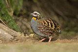 Image. Rufous-throated Partridge