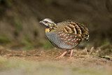 Image. Rufous-throated Partridge