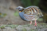 Image. Rufous-throated Partridge
