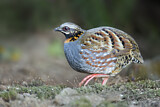 Image. Rufous-throated Partridge
