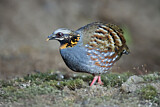 Image. Rufous-throated Partridge