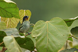 Image. Rufous-throated Tanager