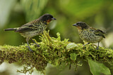 Image. Rufous-throated Tanager