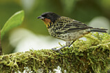 Image. Rufous-throated Tanager