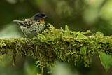 Image. Rufous-throated Tanager