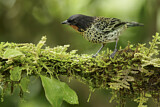Image. Rufous-throated Tanager