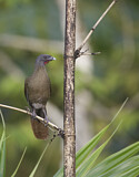 Image. Rufous-vented Chachalaca