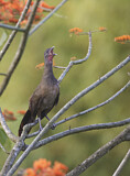 Image. Rufous-vented Chachalaca