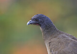 Image. Rufous-vented Chachalaca