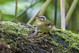 Image. Rufous-winged Fulvetta