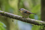 Image. Rufous-winged Fulvetta