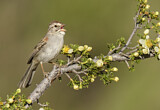 Image. Rufous-winged Sparrow