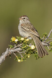 Image. Rufous-winged Sparrow
