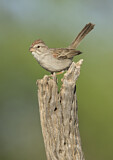 Image. Rufous-winged Sparrow