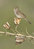Image. Rufous-winged Sparrow