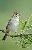 Image. Rufous-winged Sparrow