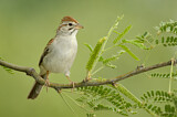 Image. Rufous-winged Sparrow