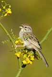Image. Rufous-winged Sparrow