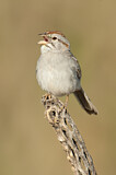 Image. Rufous-winged Sparrow